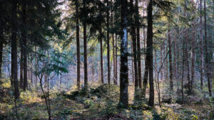 Fotografie by Dani Kreienbühl, Neudorf, KOMTAKT merk-würdig kommunizieren, www.komtakt.ch